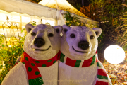 Wiesbadener Waldweihnacht - Fotograf Jörg Zimmermann