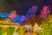 Wiesbadener Waldweihnacht - Fotograf Jörg Zimmermann