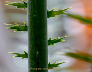 07_AnneJ_IMG_4172