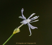 10_AnneJ_IMG_4313