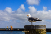 Ausstellung Waldschwimmbad Fotograf Joachim Würth