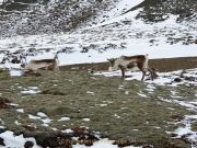 CZ_Winterfreude_06