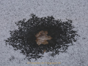 Nicole_FotoProjJan-10