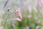 Aehren - Graeser - Halme - Fotografie Jutta R. Buchwald