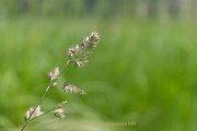 Aehren - Graeser - Halme - Fotografie Jutta R. Buchwald