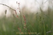 Aehren - Graeser - Halme - Fotografie Jutta R. Buchwald
