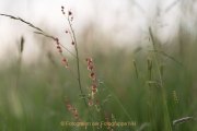 Aehren - Graeser - Halme - Fotografie Jutta R. Buchwald