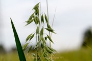 Aehren - Graeser - Halme - Fotografie Jutta R. Buchwald