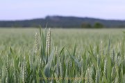 Aehren - Graeser - Halme - Fotografie Jutta R. Buchwald