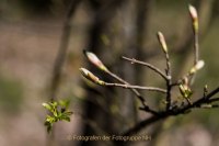 Fotografie und Poesie - Jutta R. Buchwald