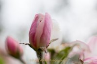 Fotografie und Poesie - Jutta R. Buchwald