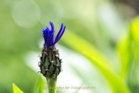 Fotografie und Poesie - Jutta R. Buchwald