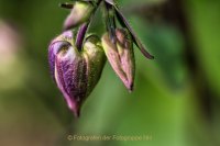 Fotografie und Poesie - Jutta R. Buchwald