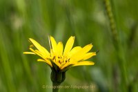 Fotografie und Poesie - Jutta R. Buchwald