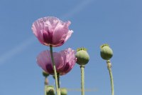 Fotografie und Poesie - Jutta R. Buchwald