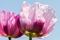 Fotografie und Poesie - Jutta R. Buchwald