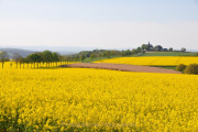 Frühling - Fotograf Albert Wenz