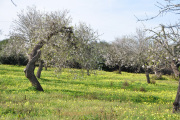 Frühling - Fotograf Albert Wenz