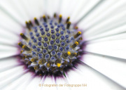 Frühling - Fotograf Albert Wenz