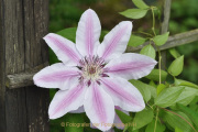 Frühling - Fotograf Albert Wenz