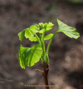 Frühling - Fotografin Anne Jeuk