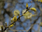 Frühling - Fotografin Anne Jeuk