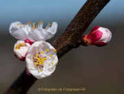 Frühling - Fotografin Anne Jeuk