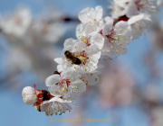 Frühling - Fotografin Anne Jeuk