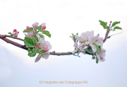 Frühling - Fotografin Anne Jeuk