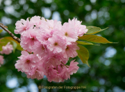 Frühling - Fotografin Anne Jeuk