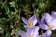 Frühling - Fotograf Clemens Schnitzler