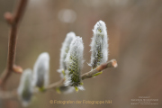 Frühling - Fotograf Clemens Schnitzler