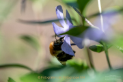 Frühling - Fotograf Clemens Schnitzler