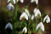 Frühling - Fotograf Clemens Schnitzler