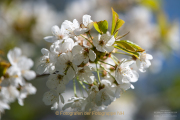 Frühling - Fotograf Clemens Schnitzler