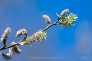 Frühling - Fotograf Clemens Schnitzler