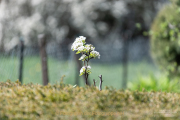 Frühling - Fotograf Clemens Schnitzler