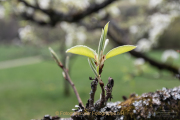 Frühling - Fotograf Clemens Schnitzler