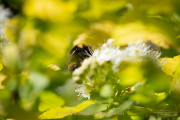 Frühling - Fotograf Clemens Schnitzler