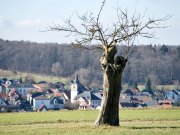 Frühling - Fotograf Henry Mann