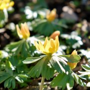 Frühling - Fotograf Henry Mann