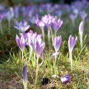 Frühling - Fotograf Henry Mann
