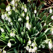 Frühling - Fotograf Henry Mann