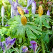 Frühling - Fotograf Henry Mann