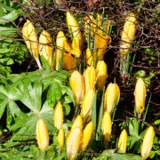 Frühling - Fotograf Henry Mann