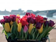Frühling - Fotograf Henry Mann