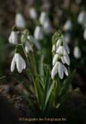 Frühling - Fotograf Olaf Kratge