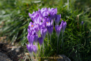 Frühling - Fotograf Olaf Kratge