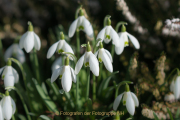 Frühling - Fotograf Olaf Kratge