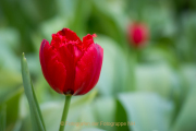 Frühling - Fotograf Olaf Kratge